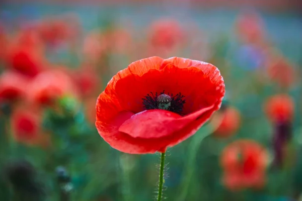 罂粟田里的红罂粟 纪念或休战日 — 图库照片