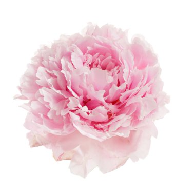 Beyaz arkaplanda izole edilmiş pembe şakayık çiçeği.