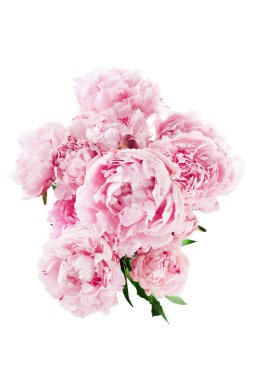 Beyaz arkaplanda izole edilmiş pembe şakayık çiçeği.