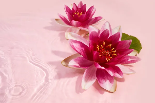 ピンク色の水に美しいピンクの睡蓮や蓮の花 — ストック写真