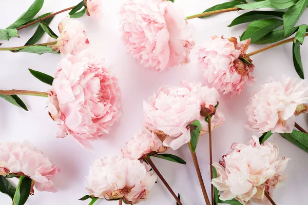 Красивые Розовые Пионы Цветы Белом Фоне — стоковое фото
