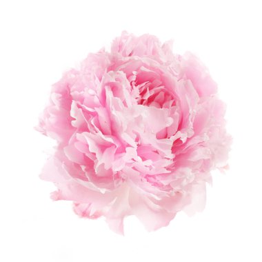 Beyaz arkaplanda izole edilmiş pembe şakayık çiçeği.