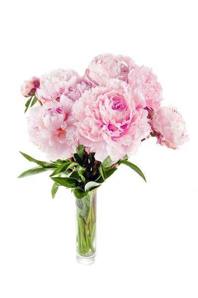 白い背景に孤立したピンク牡丹の花 — ストック写真