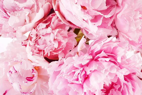 Piękne Różowe Piwonie Kwiaty Białym Tle — Zdjęcie stockowe
