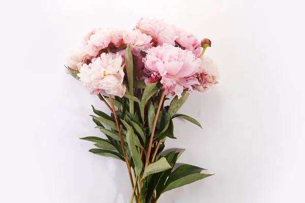 Vacker Rosa Pion Blommor Vit Bakgrund — Stockfoto