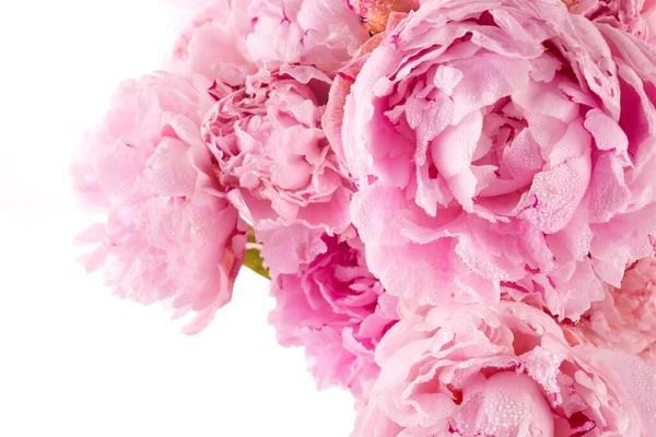 stock image Beautiful pink peony flowers on white background.