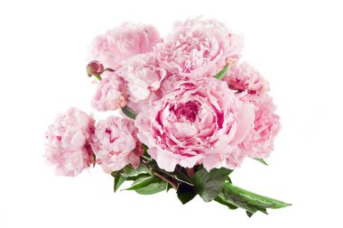 Beyaz arkaplanda izole edilmiş pembe şakayık çiçeği.