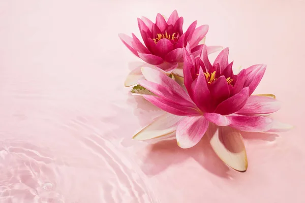 ピンク色の水に美しいピンクの睡蓮や蓮の花 スパと化粧品のコンセプトの背景 — ストック写真