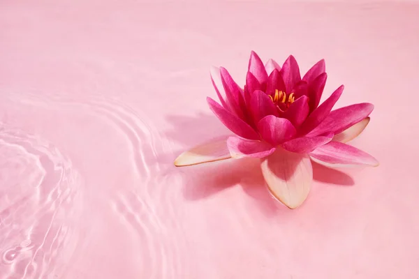 Ένα Όμορφο Ροζ Νούφαρο Λουλούδι Λωτού Ροζ Νερό Spa Και — Φωτογραφία Αρχείου