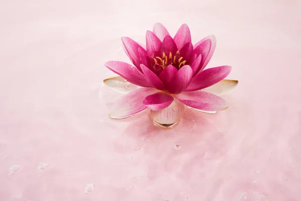 ピンク色の水に美しいピンクの睡蓮や蓮の花 スパと化粧品のコンセプトの背景 — ストック写真