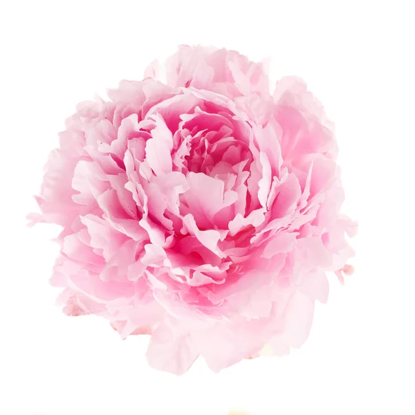 粉红牡丹花 白色背景隔离 图库图片