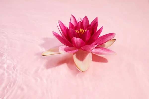 一朵美丽的粉红色水百合或莲花在粉红色的水中 温泉和化妆品概念背景 — 图库照片