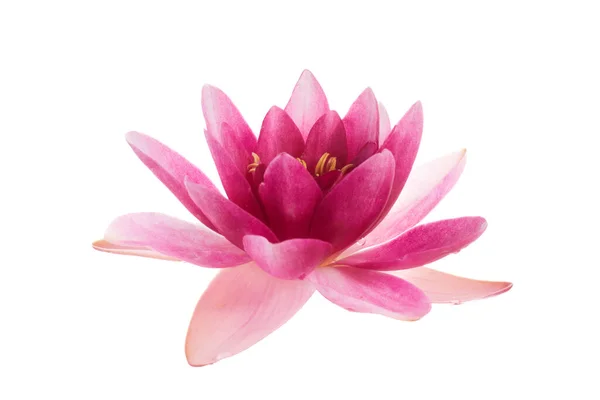 Lotus Νούφαρο Λουλούδι Που Απομονώνονται Λευκό Φόντο — Φωτογραφία Αρχείου