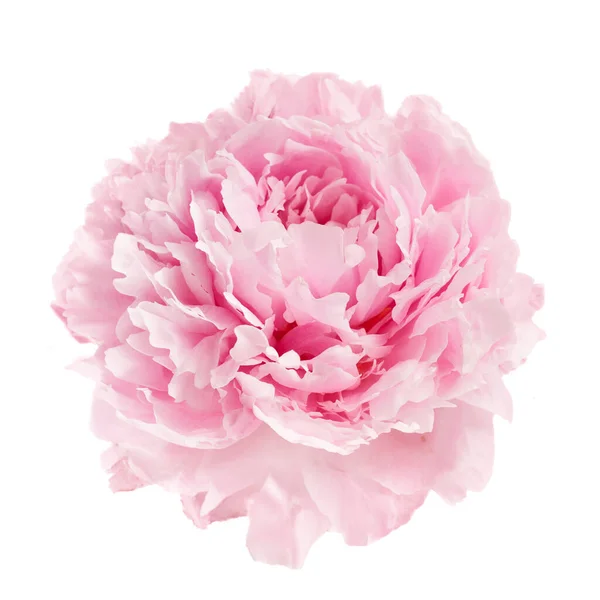 Рожева Квітка Півонії Ізольована Білому Тлі — стокове фото
