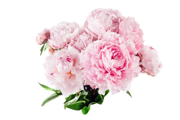 Rózsaszín Bazsarózsa Virág Elszigetelt Fehér Háttér — Stock Fotó