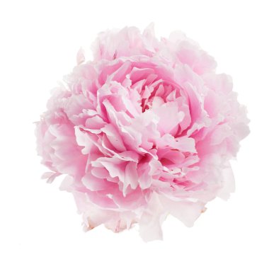 Beyaz arkaplanda izole edilmiş pembe şakayık çiçeği.