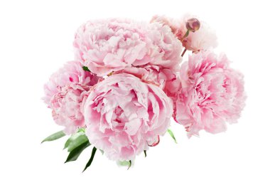 Beyaz arkaplanda izole edilmiş pembe şakayık çiçeği.