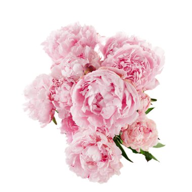 Beyaz arkaplanda izole edilmiş pembe şakayık çiçeği.