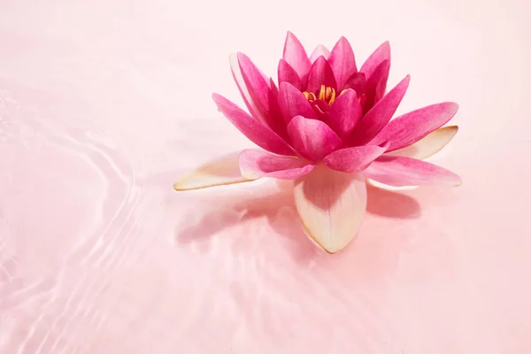 Beautiful Pink Waterlily Lotus Flower Pink Water Spa Cosmetic Concept — Stock Photo, Image