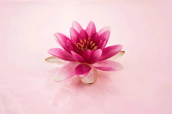 一朵美丽的粉红色水百合或莲花在粉红色的水中 — 图库照片