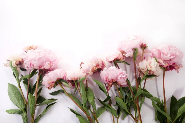 Красиві Рожеві Півонічні Квіти Білому Тлі — стокове фото