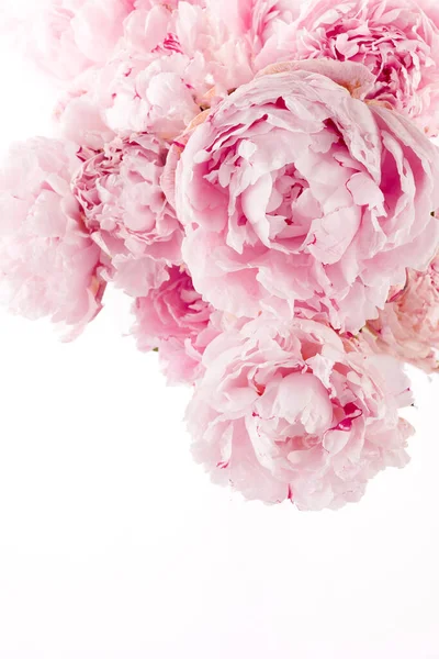 白い背景にピンクの牡丹の花の国境 — ストック写真
