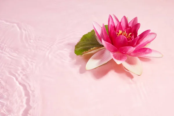 Ένα Όμορφο Ροζ Νούφαρο Λουλούδι Λωτού Ροζ Νερό Spa Και — Φωτογραφία Αρχείου