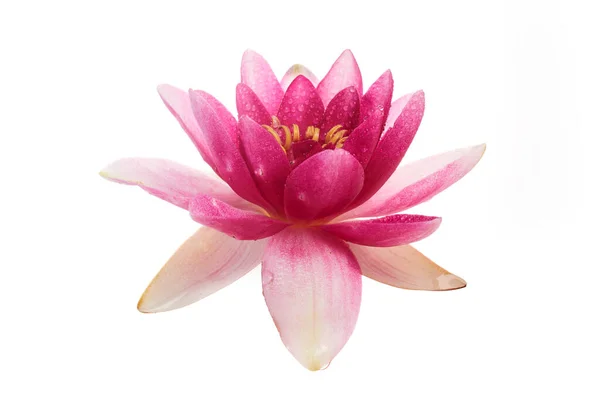 Lotus Nebo Voda Lilie Květiny Izolované Bílém Pozadí — Stock fotografie