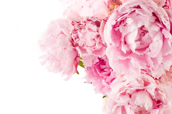 Flores Peonía Rosa Bordean Sobre Fondo Blanco —  Fotos de Stock