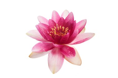 Nilüfer çiçeği ya da nilüfer çiçeği beyaz arkaplanda izole..