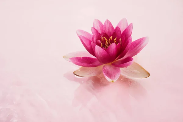Beautiful Pink Waterlily Lotus Flower Pink Water Spa Cosmetic Concept — Stock Photo, Image