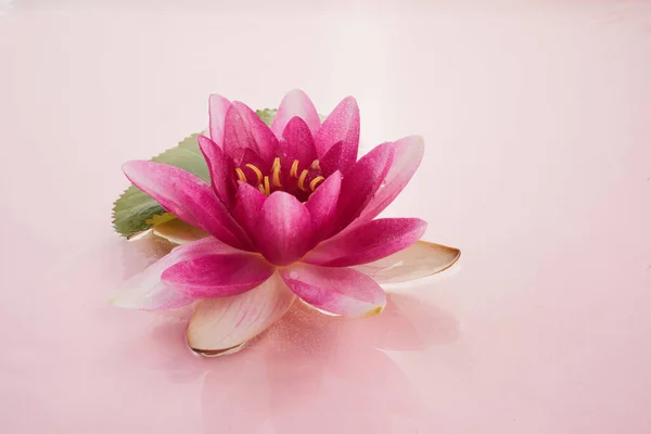 一朵美丽的粉红色水百合或莲花在粉红色的水中 — 图库照片