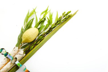 Sukkot Yahudi Festivali. Geleneksel Sukkot sembolleri. Dört tür etrog, lulav, söğüt ve mersin