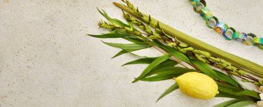 Sukkot Yahudi Festivali. Geleneksel Sukkot sembolleri. Dört tür etrog, lulav, söğüt ve mersin