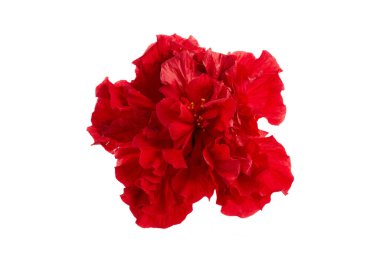 Double deep carmine, Hibiscus rosa-sinensis evergreen hibiscus Mrs George Davis isolated on white
