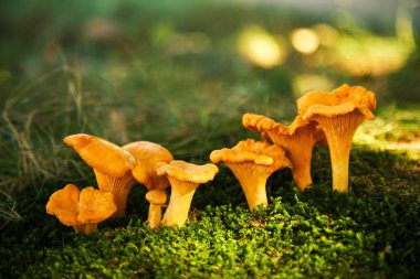 Chanterelle mushrooms in a forest. Edible mushrooms clipart