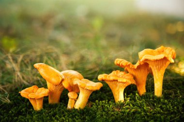 Ormanda chanterelle mantarı. Yenilebilir mantarlar