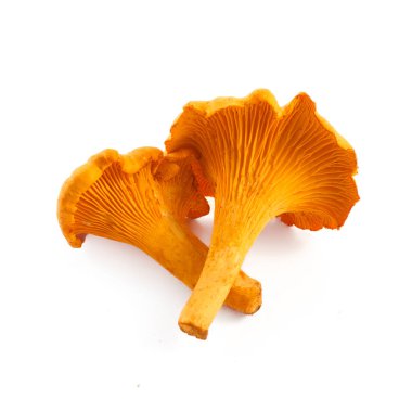 Beyaz arka planda izole Chanterelle ya da girolle mantarları.