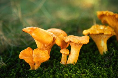 Ormanda chanterelle mantarı. Yenilebilir mantarlar