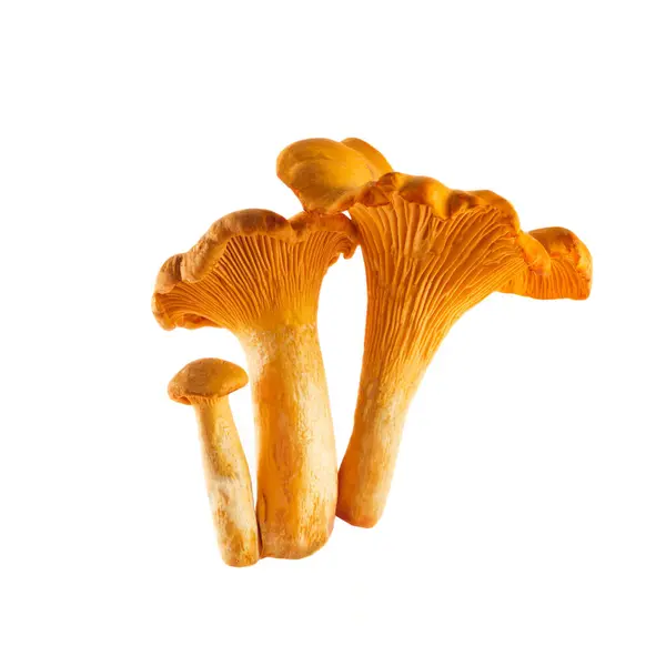 从白色背景中分离出来的香菇或金黄色蘑菇 — 图库照片