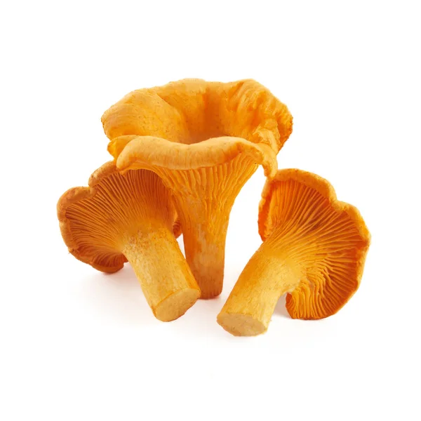 从白色背景中分离出来的香菇或金黄色蘑菇 — 图库照片