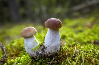 Ormanda güzel Boletus edilus mantarı. Yeşil yosun içinde beyaz mantar. Kapat..