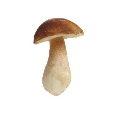 Beyaz arka planda izole edilmiş Boletus mantarı. Kral Bolete