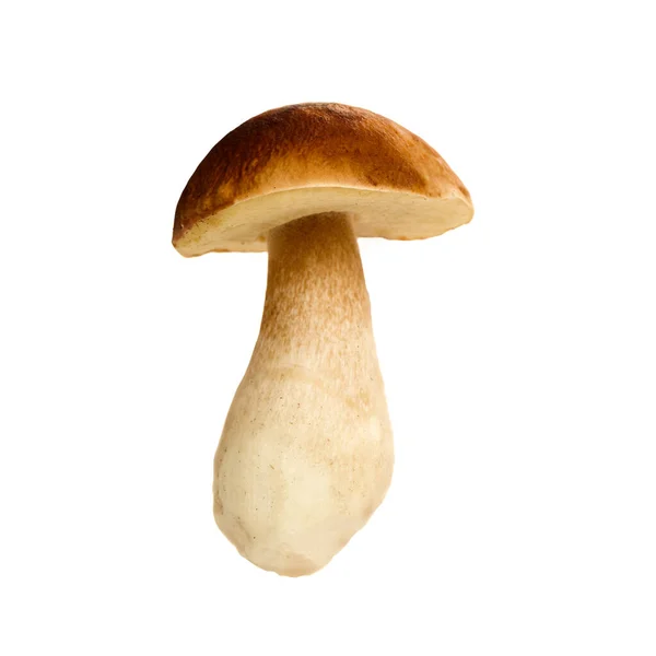 버섯은 배경에서 분리되었습니다 Bolete — 스톡 사진
