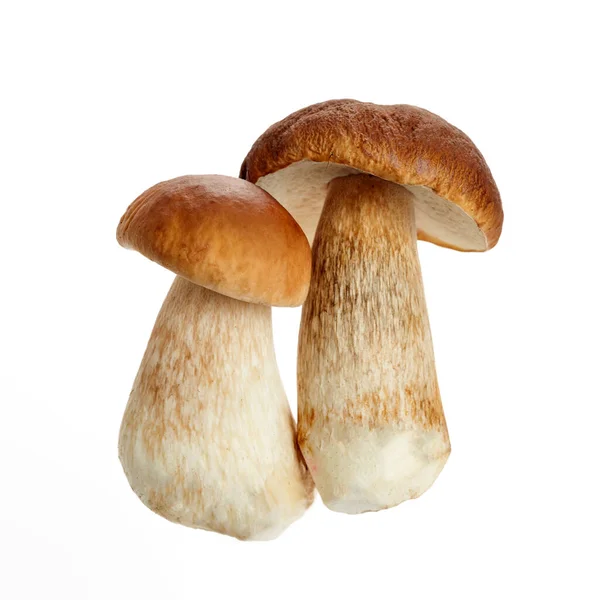 Boletus Mushroom Isolated White Background King Bolete — Stock Photo, Image