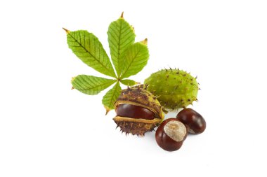 Yapraklı kestane. Beyaz arkaplanda izole
