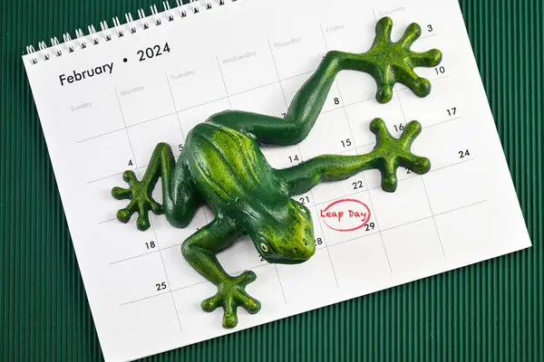 Feliz Día Bisiesto Febrero Con Jumping Frog Fotos de stock