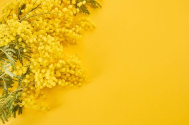 Sarı arka planda mimoza çiçekleri. Düz yatak, bahar konsepti..