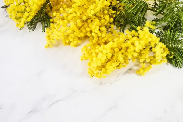 Frame of mimosa flowers on marble background. Flat lay, Spring concept.
