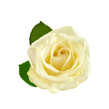 Beyaz arkaplanda izole edilmiş beyaz gül.